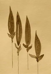 Sepia-aquarelplanten