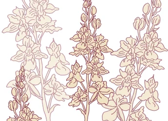 Orchidee, 2017