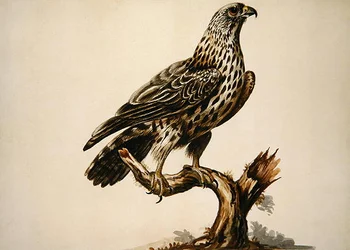 Een buizerd