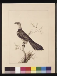 Pagina 1. Anomalous Hornbill: Gesigneerd l.c. Sarah Smith. Nu bekend als een Kanaalbekkoekoek, c.1789-90