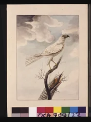 Witte Havik