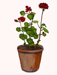 Geraniums in een bloempot