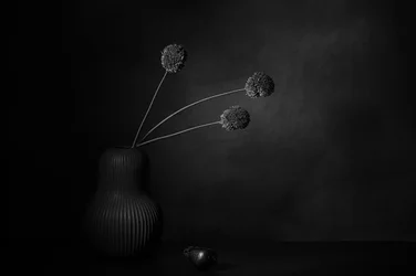Donkere florale stilte