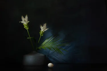 Witte bloemen, donker stilleven