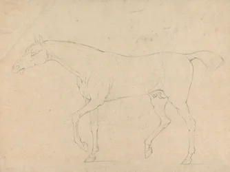 Een paard