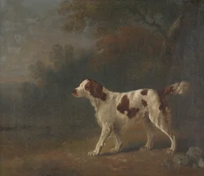 Een Setter aan de Rand van een Bos