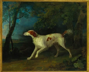 Een bruine en witte setter in een boslandschap