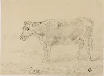 Koe