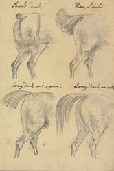 Vier schetsen van paardenstaarten