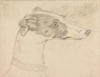 Hoofdportret van windhond