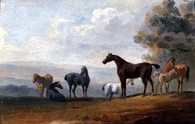 Paarden