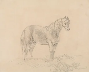 Mannelijk Paard