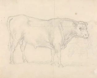 Studie van een stier