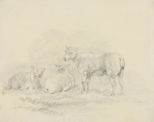 Drie schapen