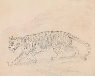 Tijger