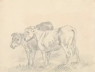 Twee koeien