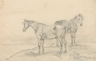 Twee paarden