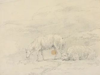 Twee Schapen