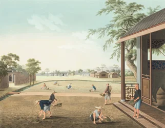 Theeproductie, ca. 1820