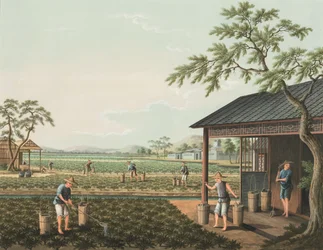 Theeproductie, ca. 1820