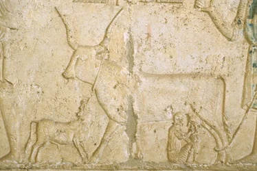 Oud Egypte, muursnede, Petosiris graf, Tuna el Gebel, 300 v.Chr., koe melken
