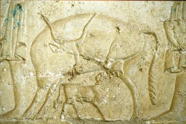 Oud Egypte, Muurgravure/schildering, Graf van Petosiris, Tuna Gabel, Tuna el Gebel, 300 v.Chr., Een kalf dat probeert te zogen