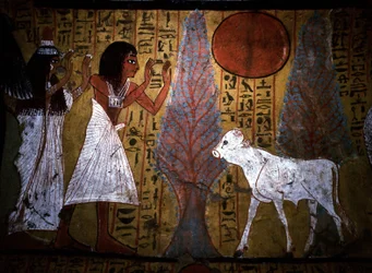 Luxor - Thebe: Linkeroever van de Nijl. Website van DEIR EL MEDINEH: Dorp en necropolis van ambachtslieden. Detail van een muurschildering van een graf die het kalf toont, nog dunne en fragiele benen, belichaamt de toekomstige apis. 19e Dynastie.