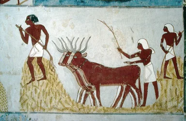 Luxor, Thebe: Graven van de edelen: het graf van Nakht. Landbouwscène. Vallei van de Edelen.