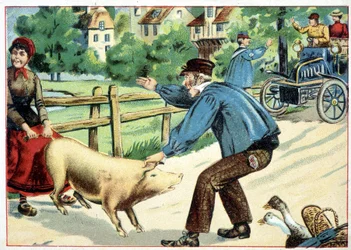 Varken dat weigert vooruit te gaan en de weg verspert voor een auto - tekening.