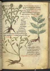 Nymphia; Isatis; Crision, uit 