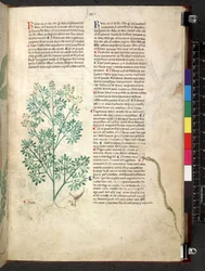 Tractatus de herbis (Kruidenboek) c.1280-1310