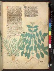 Tractatus de herbis (Kruidenboek) c.1280-1310