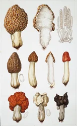 Paddenstoelen