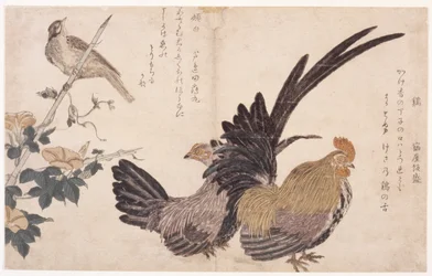 Haan, hen en vogel