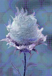 Hout Avens4