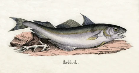 Antieke prent van een schelvis