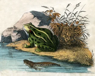 Antieke prent van een poelkikker en kikkervisje