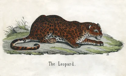 Antieke prent van een Afrikaanse luipaard