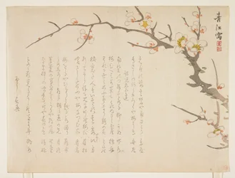 Bloeiende pruim, januari 1837