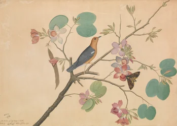Een oranjekoplijster en een doodshoofdvlinder op een purperen ebbenhoutboom..., gedateerd 1778.