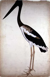 Zwarhalsooievaar, Xenorhynchus asiaticus, geschilderd voor Lady Impey in Calcutta, ca. 1780