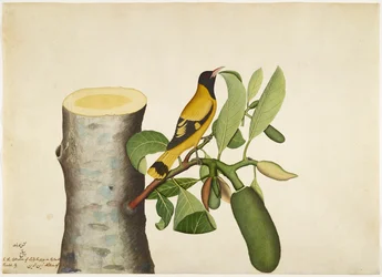 Zwartkapwielewaal en insect op een stronk jackfruit, blad uit een door Lady Impey bestelde serie, 1778