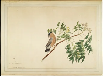 Brahmaanse spreeuw op een tak van een neemboom, blad uit een door Lady Impey opgedragen serie, 1780