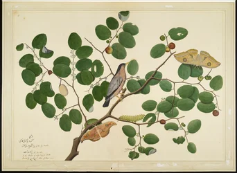 Brahmaanse spreeuw met twee Antheraea-nachtvlinders, rups en cocon op een Indische jujubeboom, blad uit een door Lady Impey bestelde serie, 1777