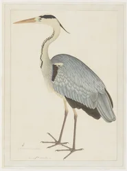 Grijze Reiger, folio uit een Serie in Opdracht van Lady Impey, ca. 1780-82