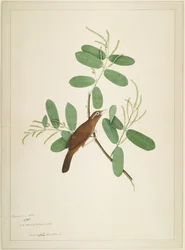 Hwamei op Terminalia Tak, folio uit een Serie in Opdracht van Lady Impey, 1780