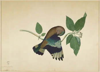 Indische roller op sandelhouttak, folio uit een serie in opdracht van Lady Impey, 1779