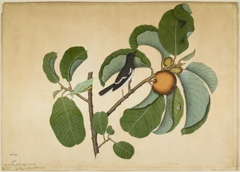 Oosterse eksterroodstaart met sabelsprinkhaan en bladcicade op een tak van de olifantsappel, blad uit een door Lady Impey bestelde serie, 1778