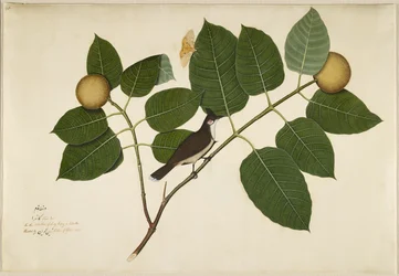Roodwangbulbul en Aganais-ficusmot op een kadambatak, blad uit een door Lady Impey bestelde serie, 1777