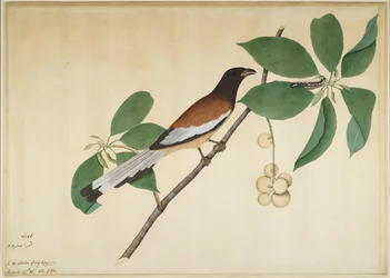 Rosse boomekster en rups op een tak, blad uit een door Lady Impey bestelde serie, 1777